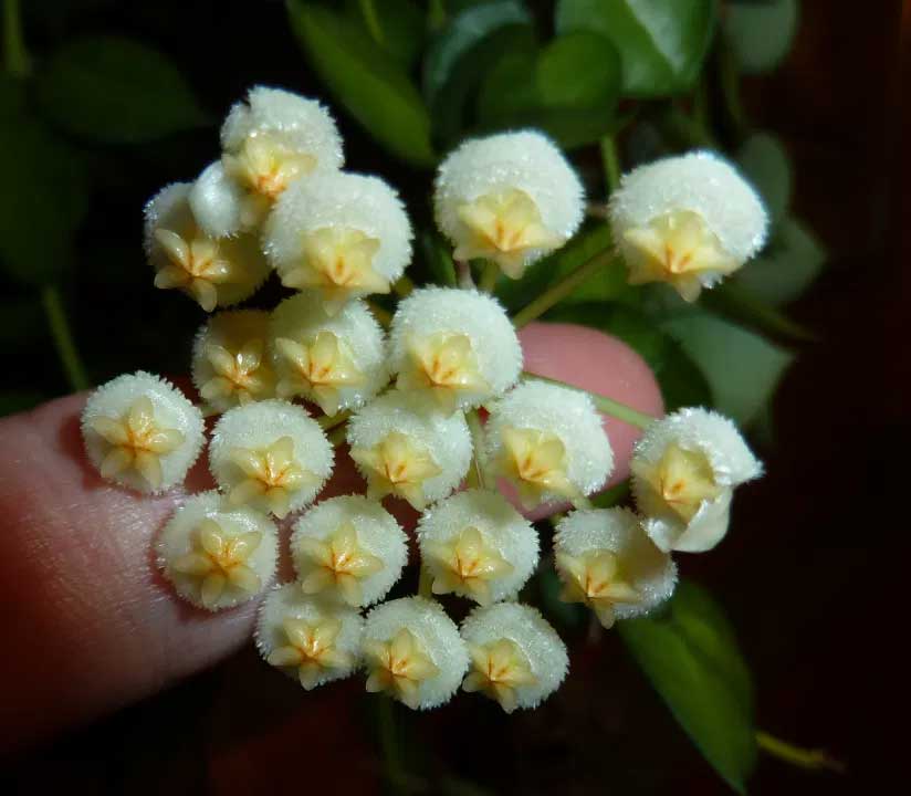 HOYA KROHNIANA FIORE DI CERA IN VASO 12CM
