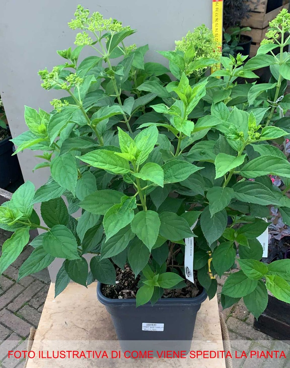 ORTENSIA HYDRANGEA PANICULATA LIMELIGHT DA COLLEZIONE VASO 11CM