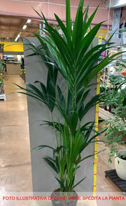 KENTIA KENZIA IN VASO 17CM