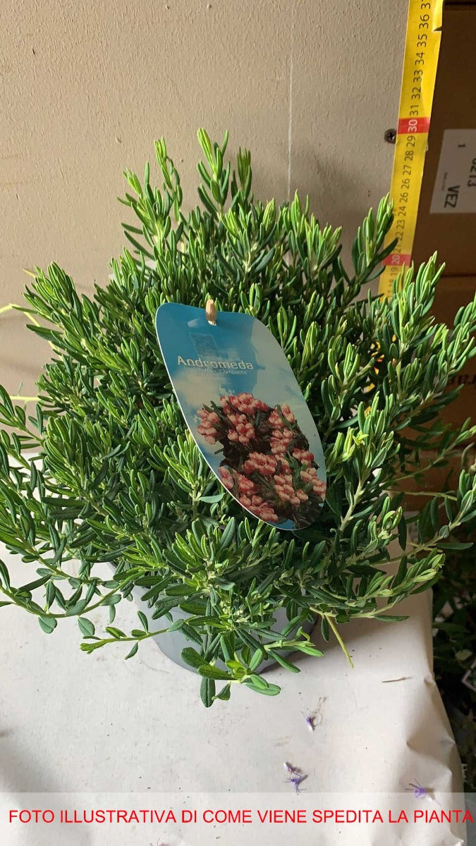 ANDROMEDA POLIFOLIA COMPACTA IN VASO 19CM