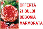 OFFERTA 21 BULBI BEGONIA MARMORATA