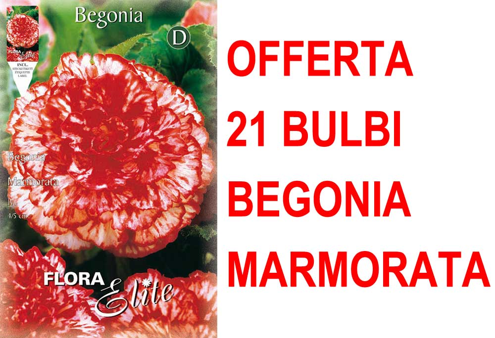 OFFERTA 21 BULBI BEGONIA MARMORATA