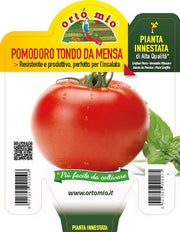 3 PIANTE INNESTATE IN VASO Ø10CM DI POMODORO TONDO DA MENSA