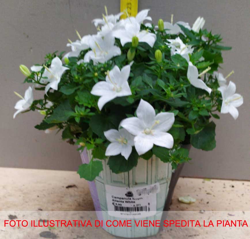 CAMPANULA ISOPHYLLA ATLANTA WHITE VASO 11CM