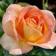 ROSA ARLEQUIN IN VASO 19CM
