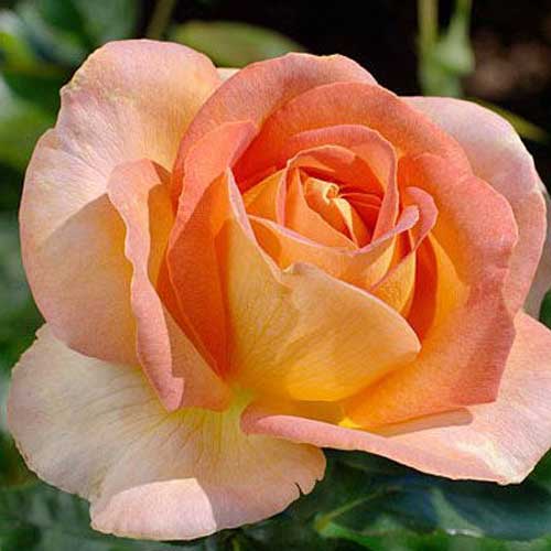 ROSA ARLEQUIN IN VASO 19CM