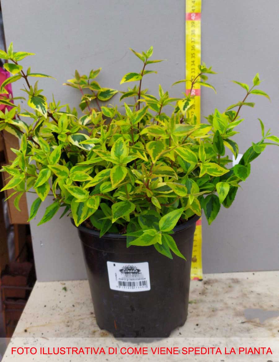 ABELIA GRANDIFLORA  KALEIDOSCOPE VASO 17CM