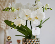 ORCHIDEA PHALAENOPSIS BOHO LOVE BIANCO VASO 12CM