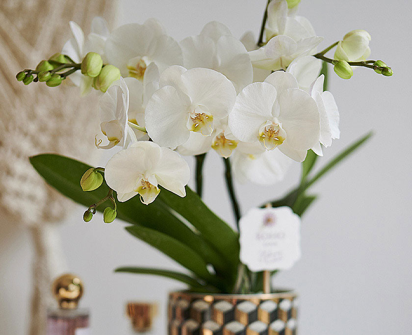 ORCHIDEA PHALAENOPSIS BOHO LOVE BIANCO VASO 12CM