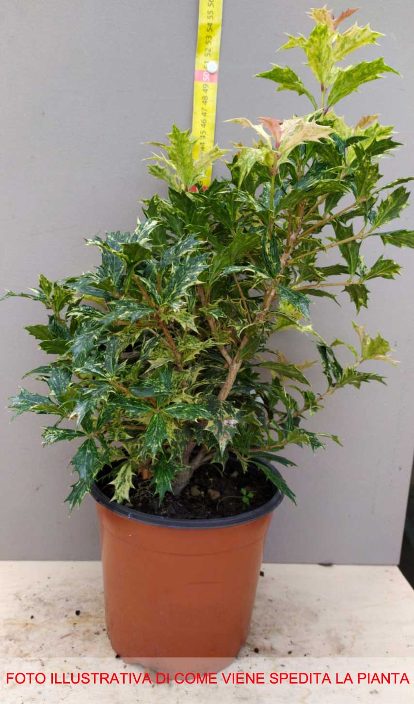 OSMANTHUS TRICOLOR IN VASO 17CM