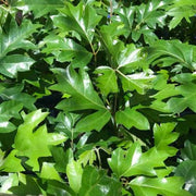CISSUS RHOMBIFOLIA ELLEN DANICA VASO 17CM