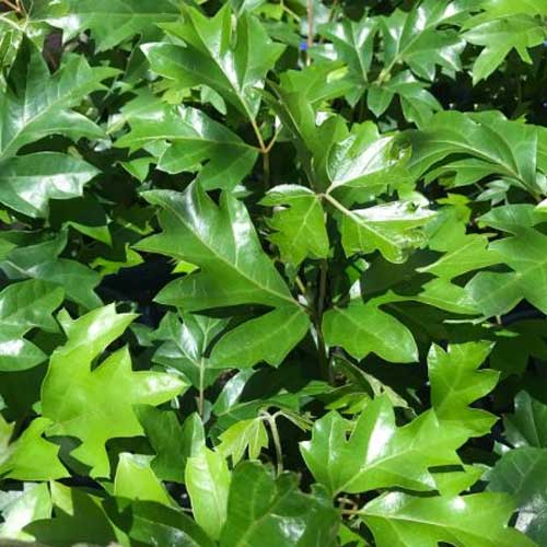 CISSUS RHOMBIFOLIA ELLEN DANICA VASO 17CM
