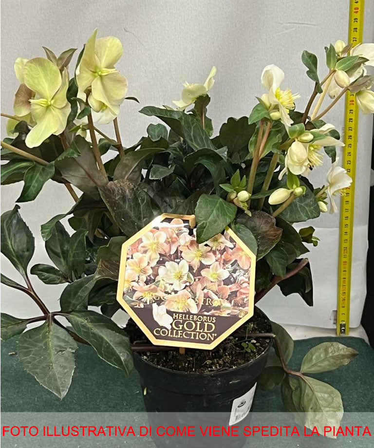 HELLEBORUS GOLD COLLECTION ROSA DI NATALE VASO 15CM