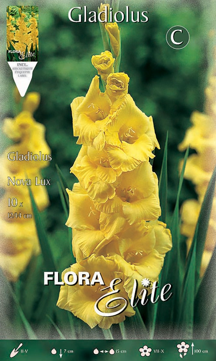 GLADIOLI A FIORI GRANDI NOVA LUX (CONFEZIONE DA 10 BULBI)