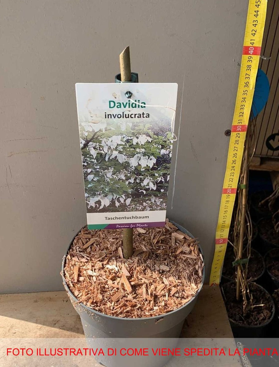 DAVIDIA INVOLUCRATA ALBERO DEI FAZZOLETTI VASO 19CM