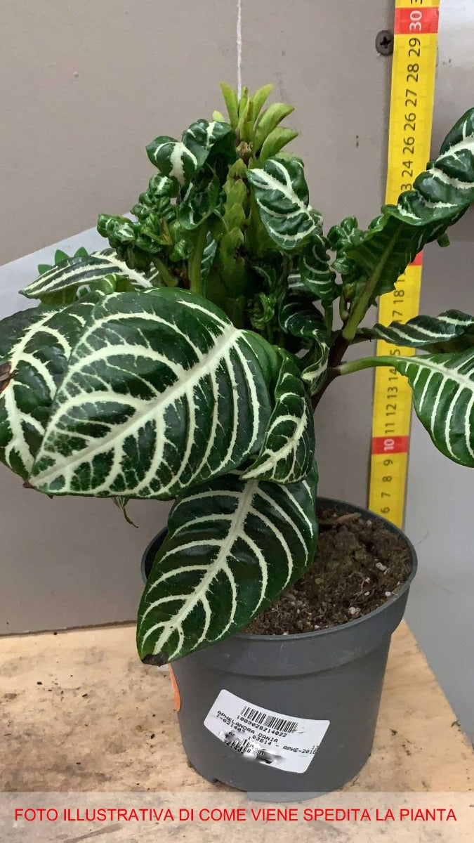APHELANDRA PIANTA ZEBRA VASO 13CM