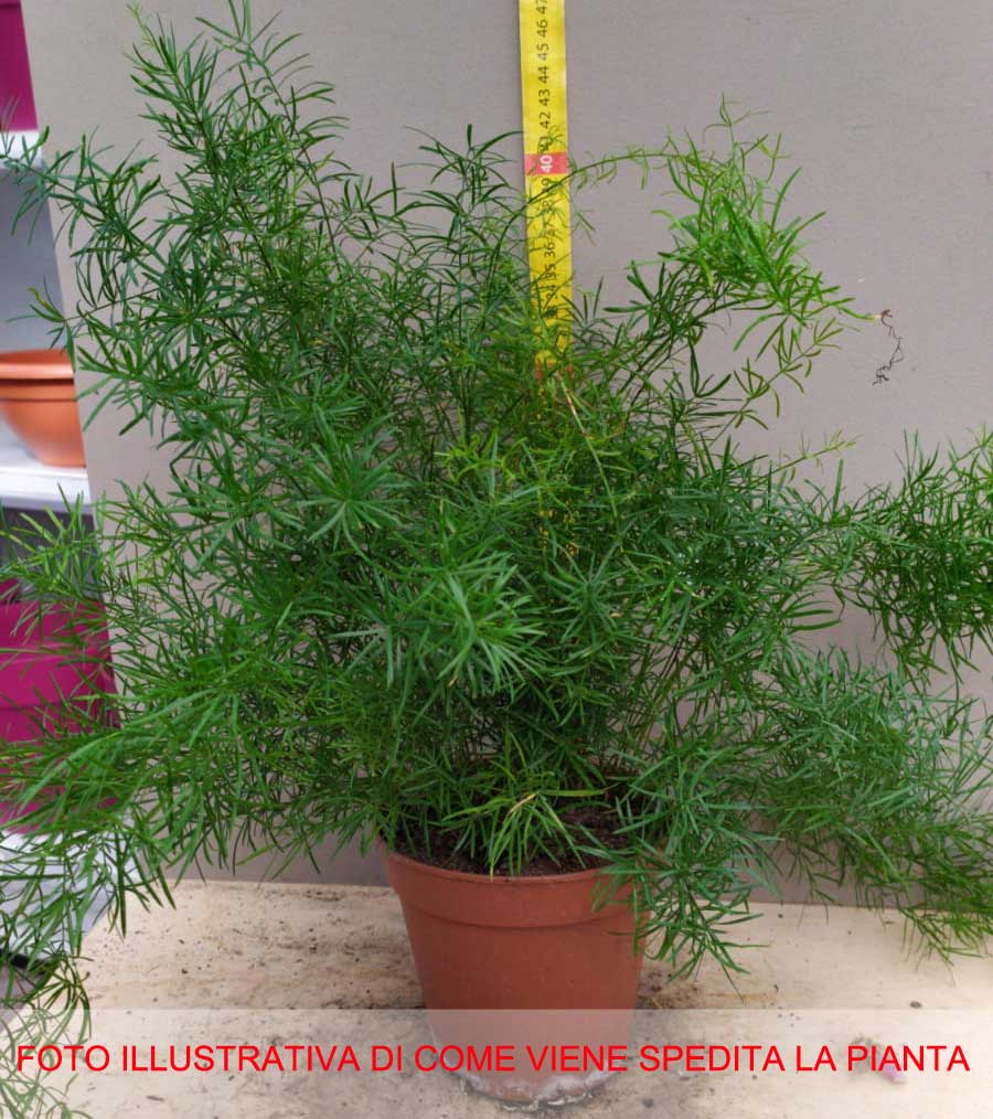 ASPARAGUS DENSIFLORUS SPRENGERI VASO 13CM