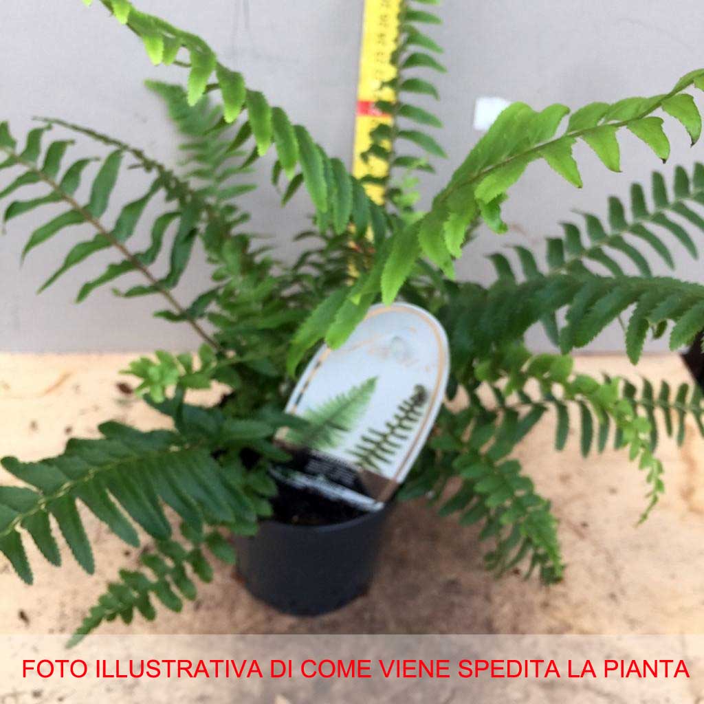 FELCE POLYSTICHUM MUNITUM VASO 11CM