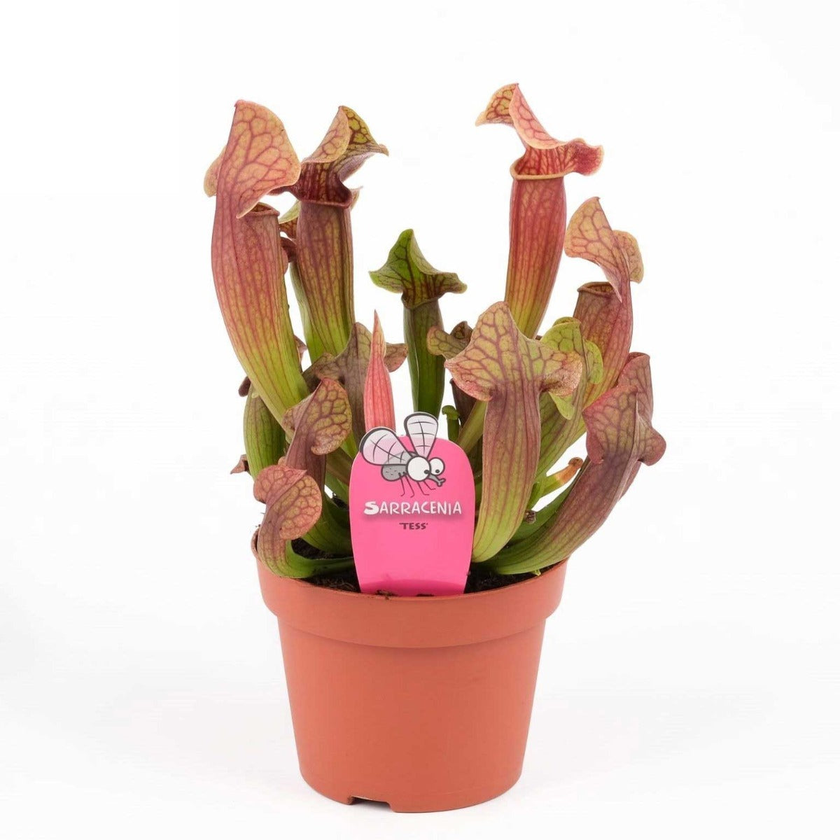 SARRACENIA ASSORTITA VASO 8CM