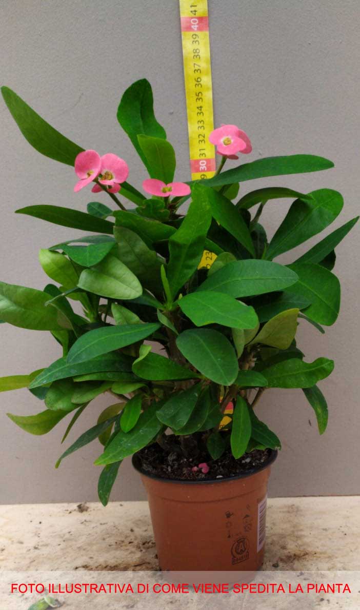 EUPHORBIA MILII VASO 10CM