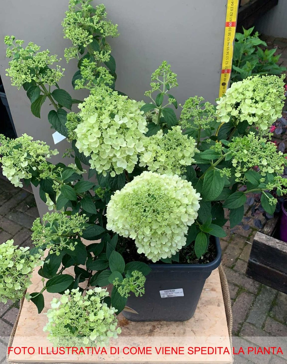 ORTENSIA HYDRANGEA PANICULATA DA COLLEZIONE LITTLE LIME VASO 11CM