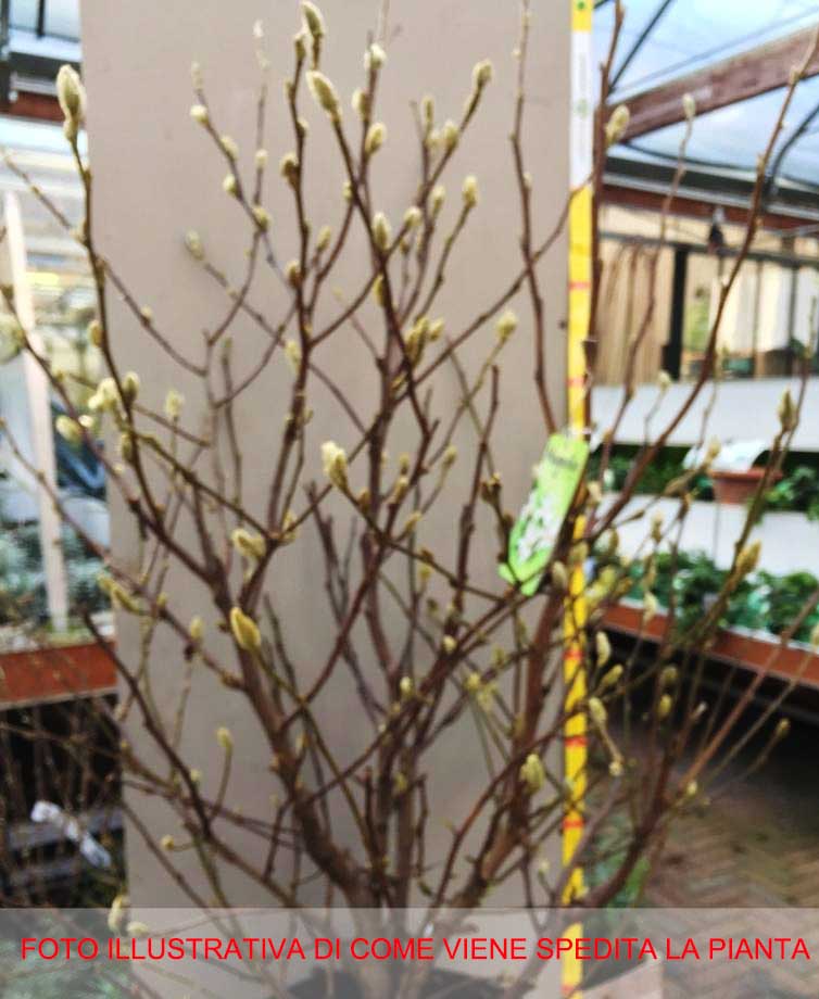 MAGNOLIA STELLATA BIANCA VASO 29CM