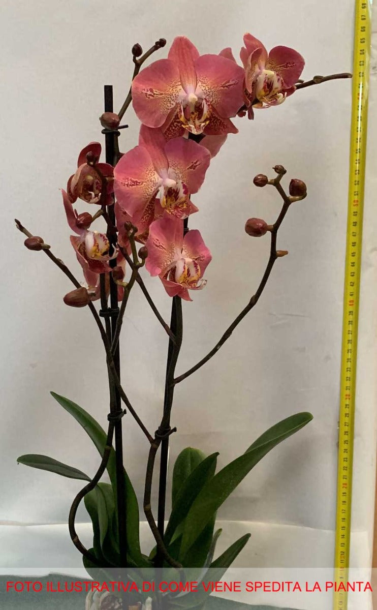 ORCHIDEA PHALAENOPSIS DRAGON HEARTH VASO 12CM