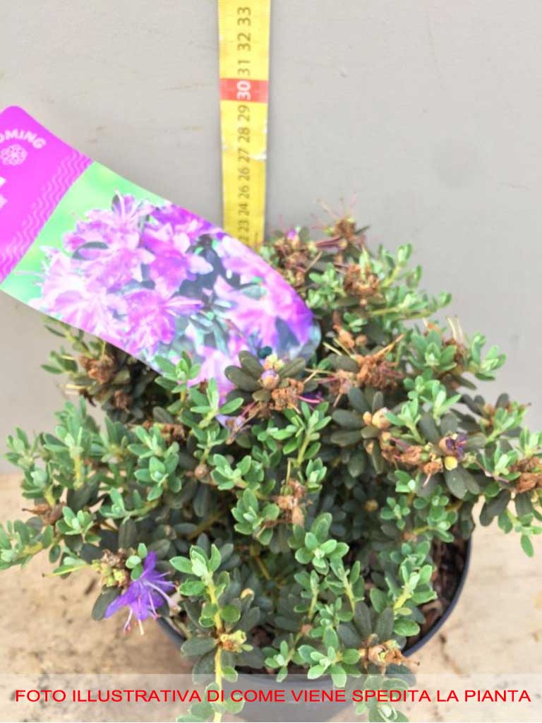RODODENDRO IMPEDITUM IN VASO 17CM