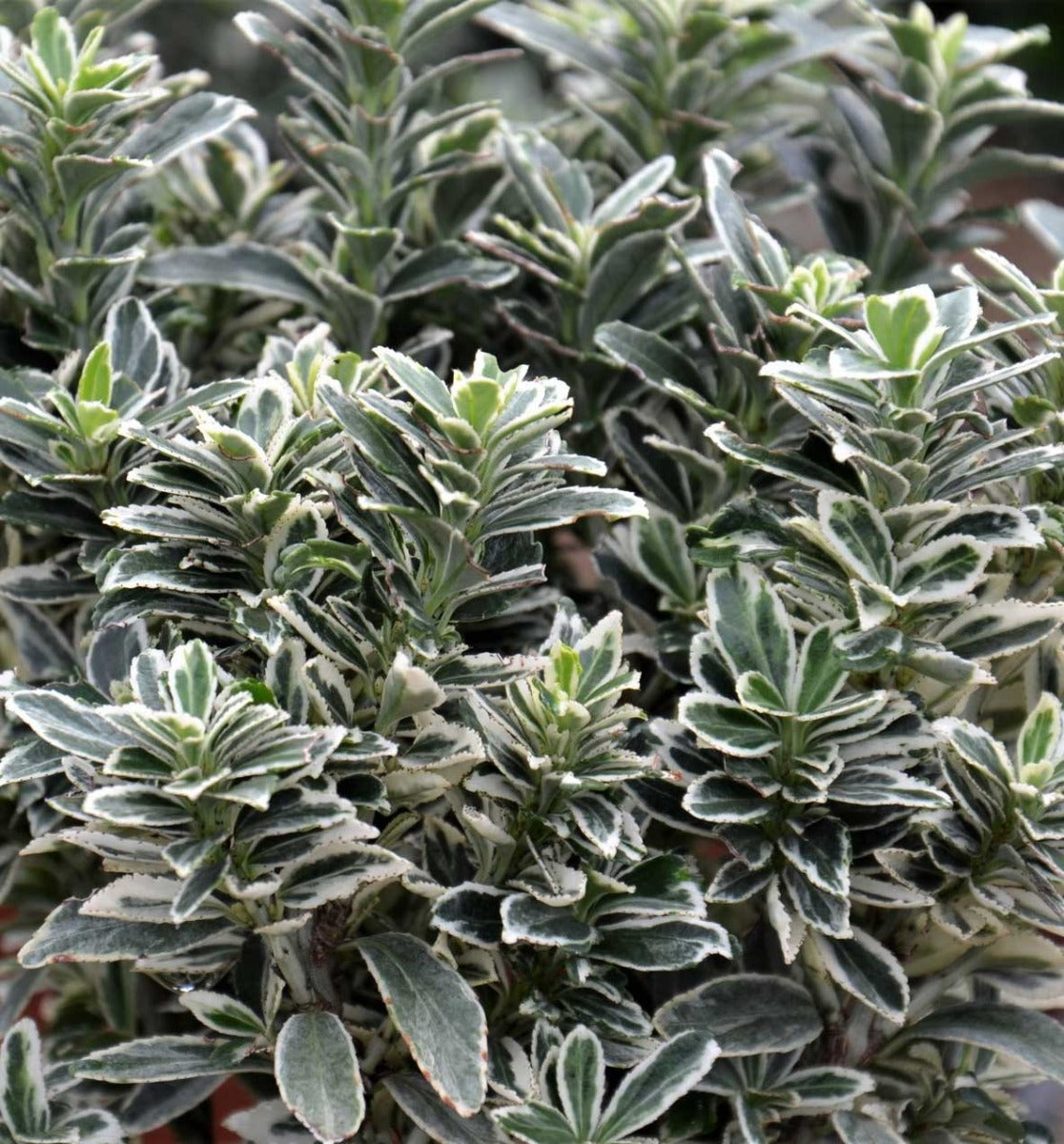 EUONYMUS JAPONICUS PULCHELLUS ARGENTEA VASO 17CM