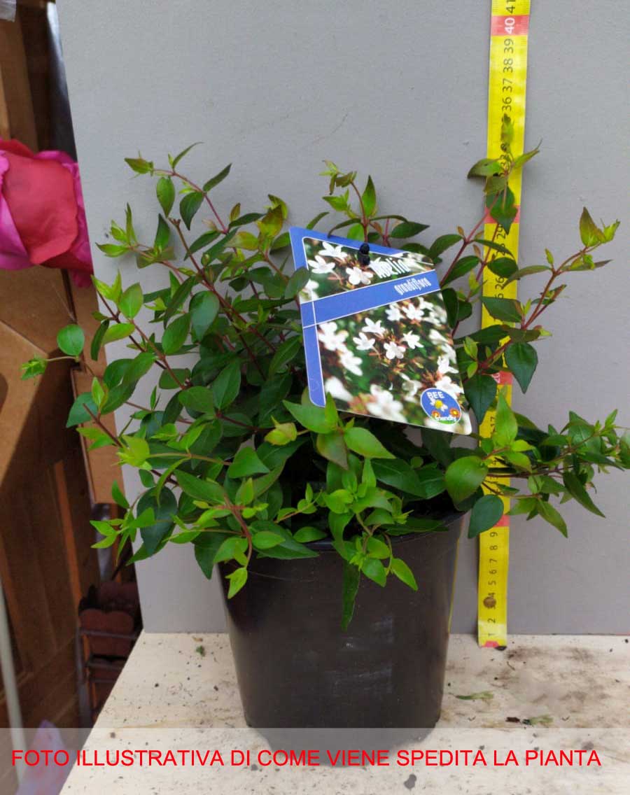 ABELIA GRANDIFLORA VASO 17CM