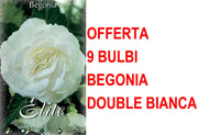 OFFERTA 9 BULBI BEGONIA DOUBLE BIANCA