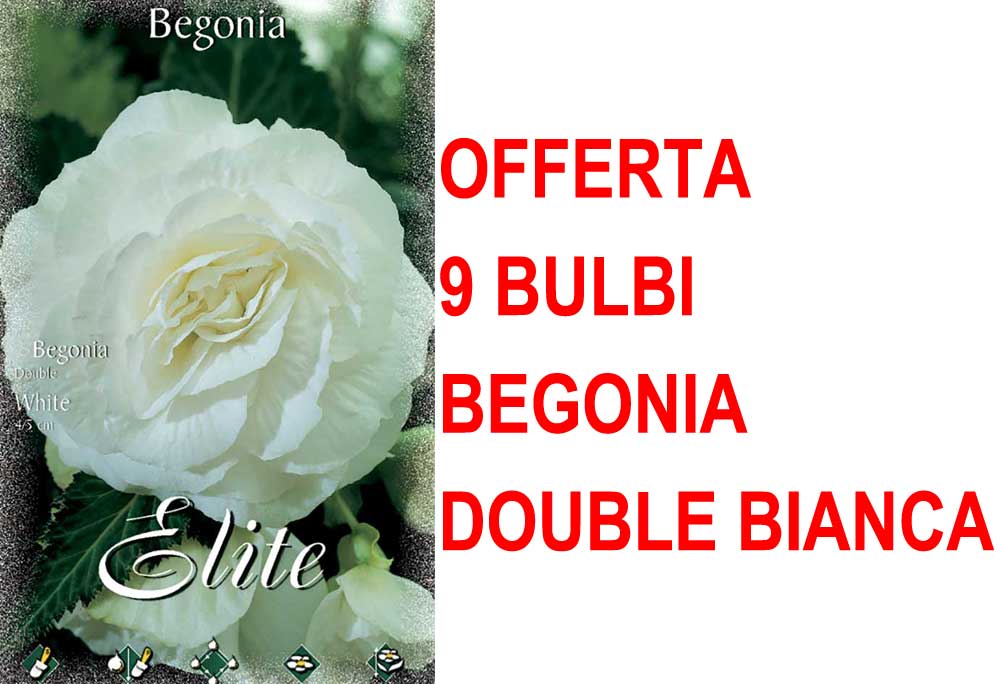 OFFERTA 9 BULBI BEGONIA DOUBLE BIANCA