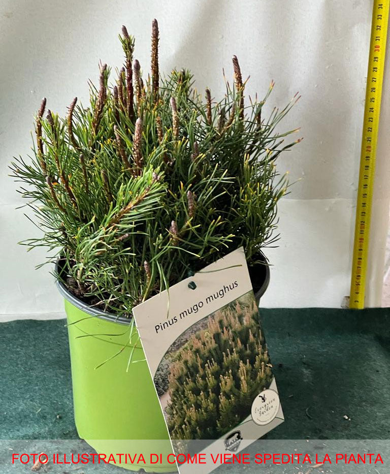 PINUS MUGO MUGHUS PINO VASO 18CM