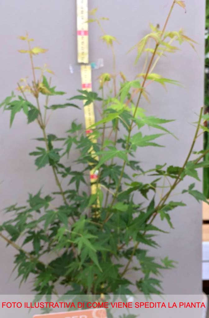 ACERO PALMATUM KATSURA IN VASO 19CM