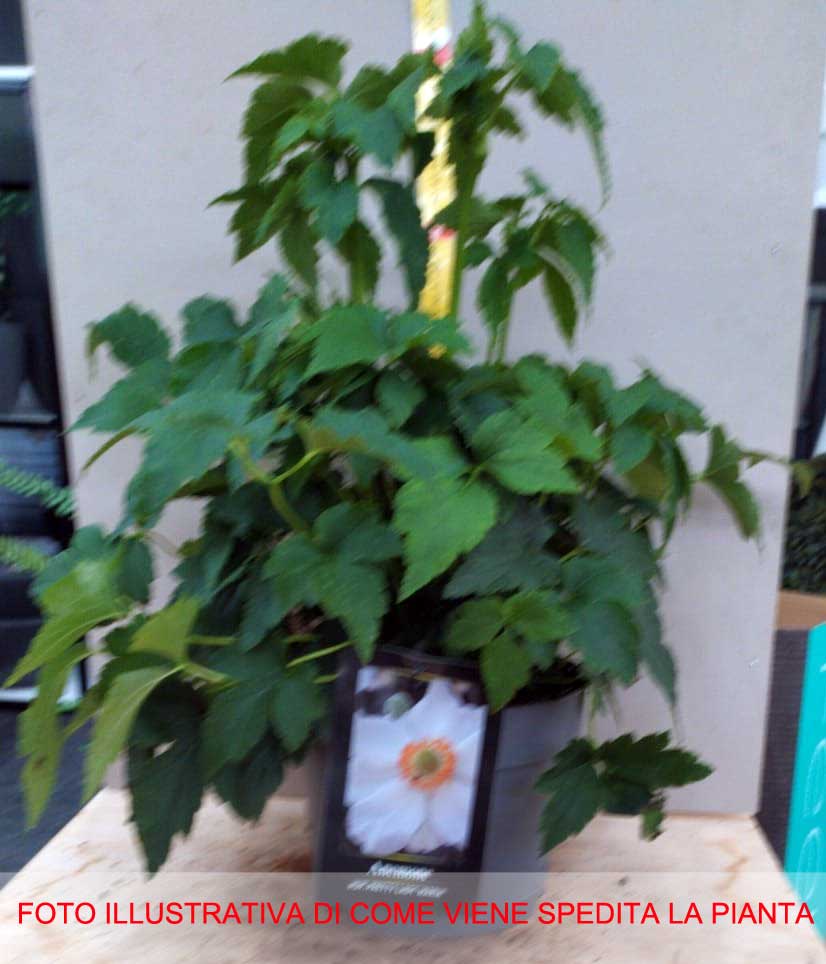 ANEMONE HYBRIDA LADY MARIA VASO DA 18CM