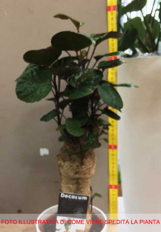 POLYSCIAS FABIAN VASO 12CM