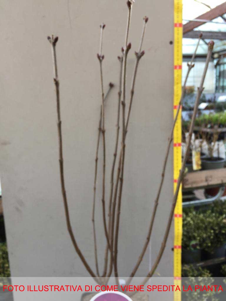 SYRINGA VULGARIS LILLA ANTOINE BUCHNER IN VASO 21CM