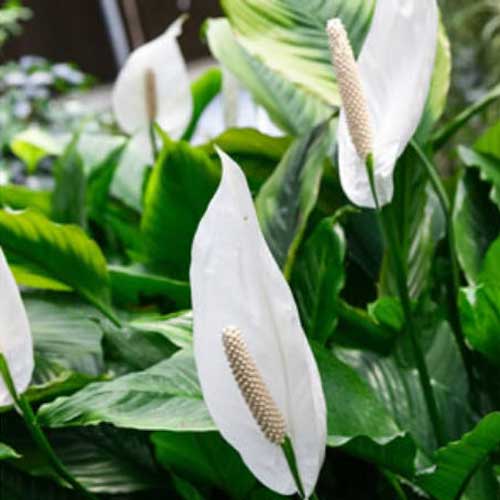 SPATHIPHYLLUM BRAVO BIANCO VASO 17CM