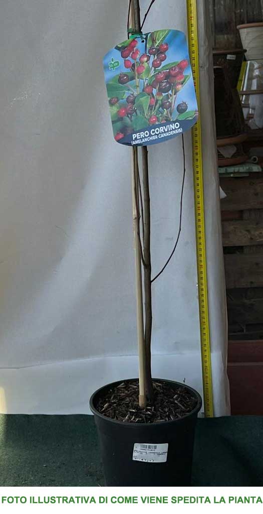 AMELANCHIER LAMARCKII PERO CORVINO IN VASO 18CM