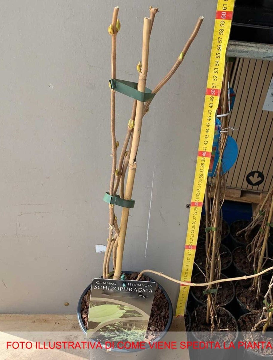 ORTENSIA HYDRANGEA SCHIZOPHRAGMA MOONLIGHT VASO 17CM