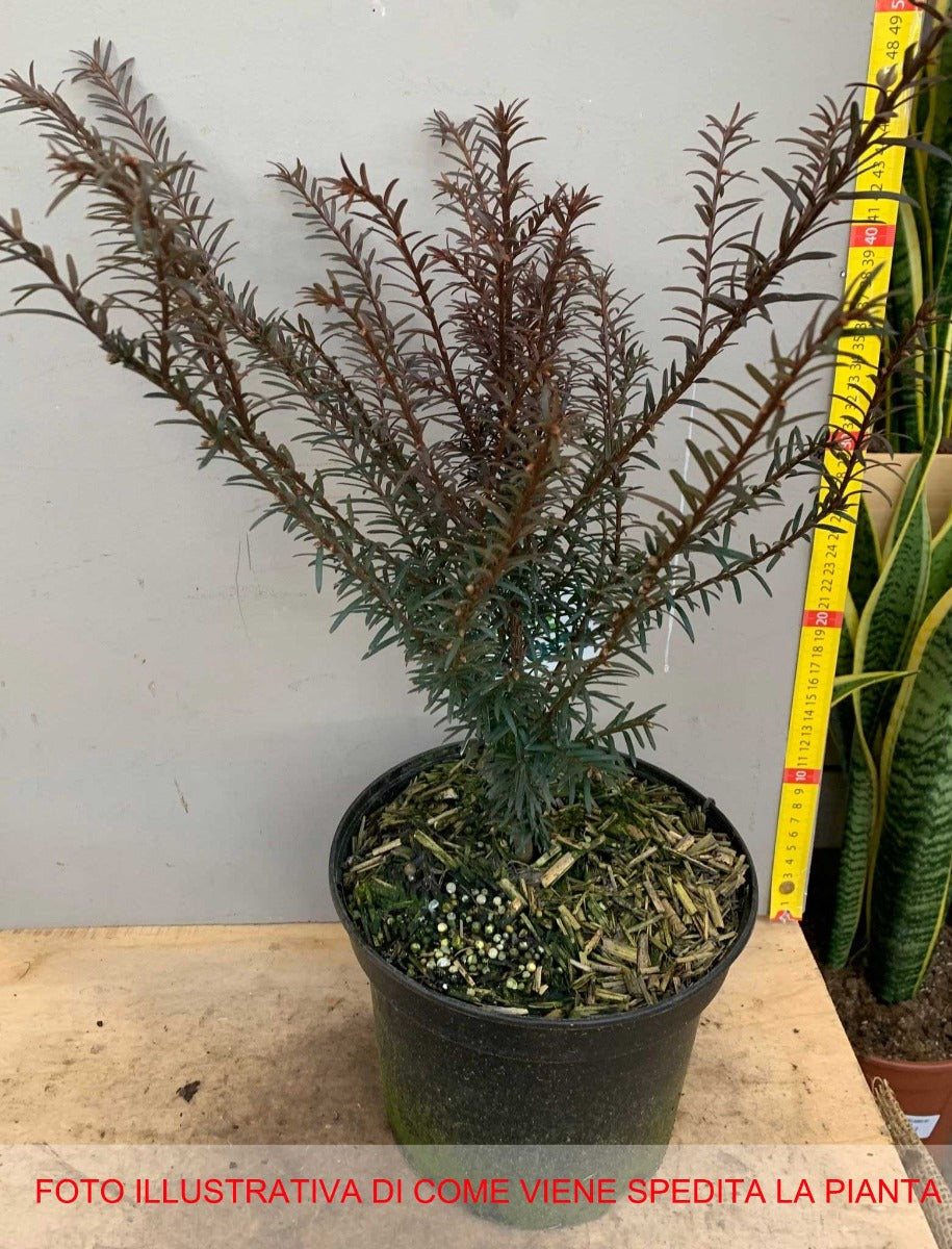 TAXUS BACCATA VASO 18CM