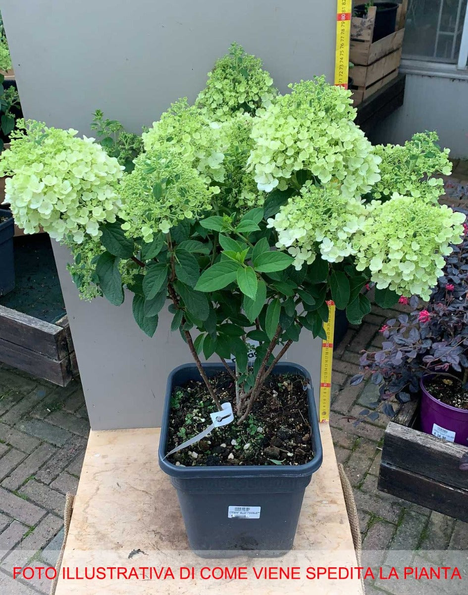 ORTENSIA HYDRANGEA PANICULATA BOBO DA COLLEZIONE VASO 11CM