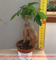 BONSAI FICUS MICROCARPA VASO 6CM