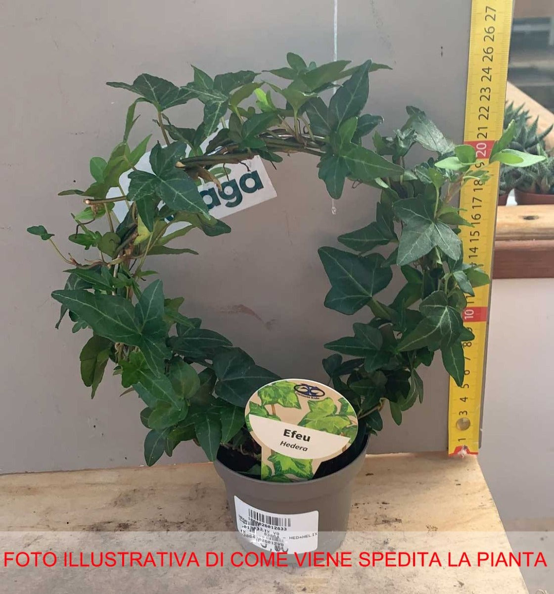 EDERA HELIX VASO 9CM