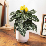 APHELANDRA PIANTA ZEBRA VASO 13CM
