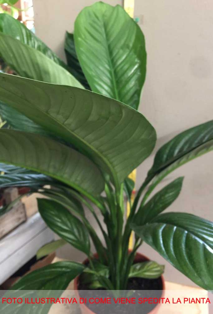 SPATHIPHYLLUM BLUE MAYOR BIANCO VASO 21CM