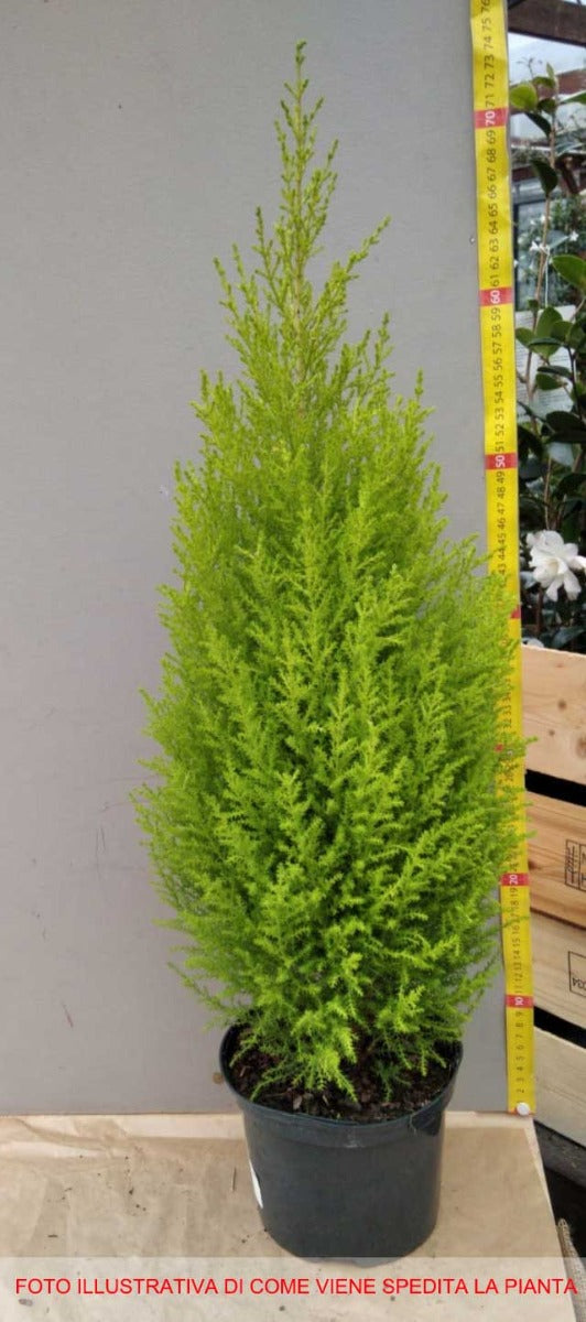 CUPRESSUS GOLDEN CREST CIPRESSO WILMA VASO 17CM