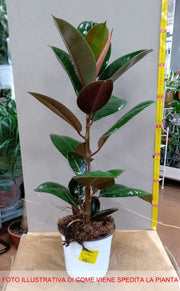 FICUS ROBUSTA VASO 17CM
