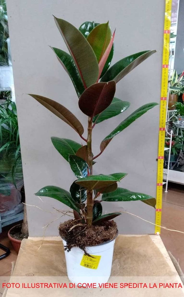 FICUS ROBUSTA VASO 17CM