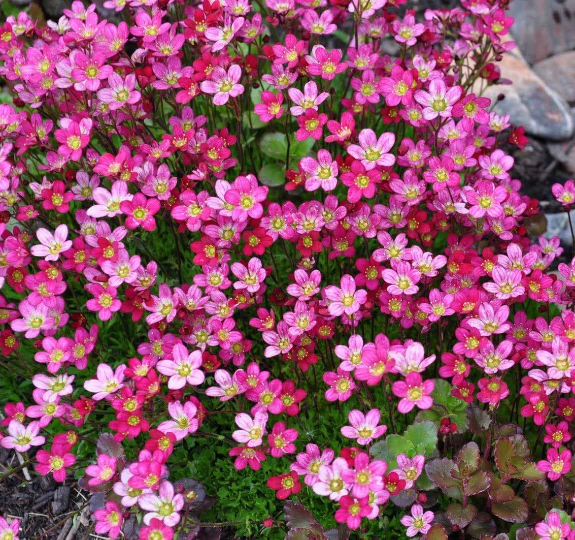 SAXIFRAGA IN VASO 14CM